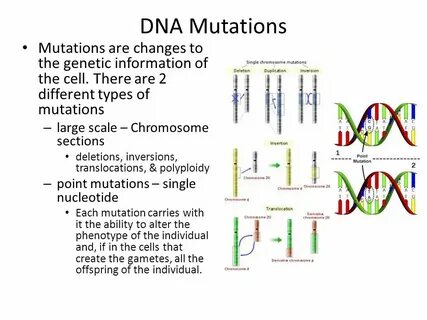 DNA Mutations Mutations are changes to the genetic informati