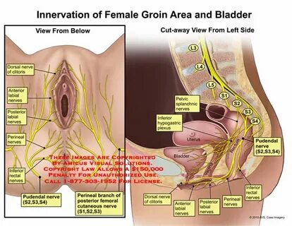 Diagram Of Groin Area - In this video i will share with you 