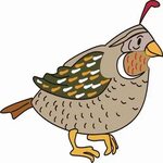 quail - Clip Art Library