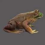 Sarath k v - Frog