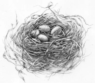 Art: Bird Nest Sketch Bird nests art, Nest art, White bird t