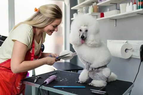 Judys dog grooming