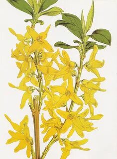 File:Forsythia viridissima RHS.jpeg - Wikipedia