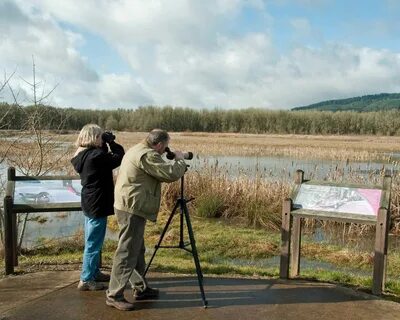 Birders enjoying the birdwatching free stock photo Bird watc