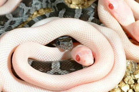 Blizzard and Charcoal Corn Snakes are the best of bros - 9GA