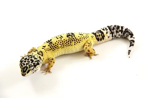 Leopard Gecko - LemonFrost LF26 The Gourmet Rodent