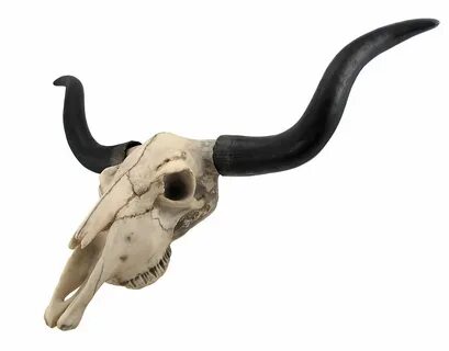 Huge Long Horn Cow Skull Wall Hanging Longhorn Steer 27.5 in