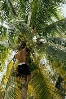 Professional climber on coconut tree Stock Photo by © iordan