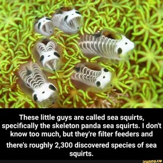 szorongás Barry Bevés skeleton panda sea squirt tanácsadó fax száraz