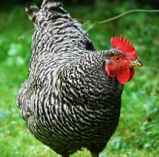 Plymouth Rock Chicken - Steemit