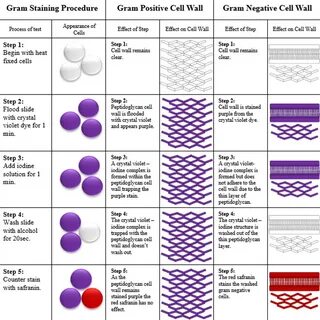 Negative staining lab report discussion