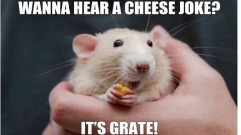 Need a laugh? Check out these hamster memes. Small Pet Selec