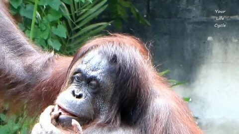 Orangutan loves to taste her booger! - YouTube
