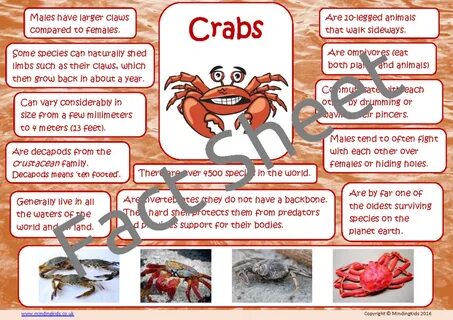 Crab Facts - MindingKids