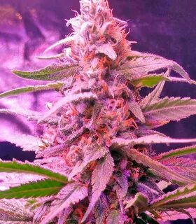 Blue Mystic fem cannabis seeds for sale - Herbies