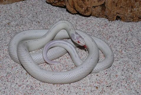 kingsnake com photo gallery snakes albino snake