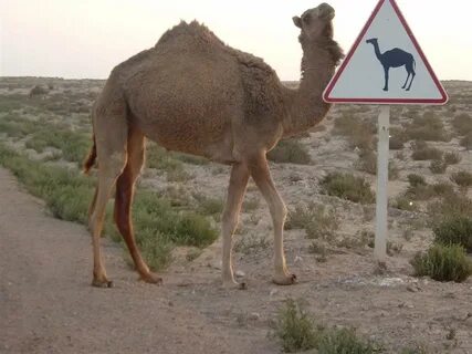 25 Very Funny Camel Pictures