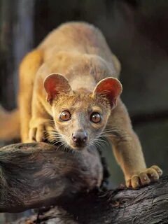 Fossa: A relative of the mongoose, the fossa is unique to th