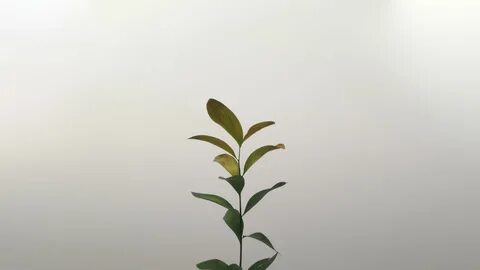 Minimalist Wallpaper Desktop Plants - Goimages Ora