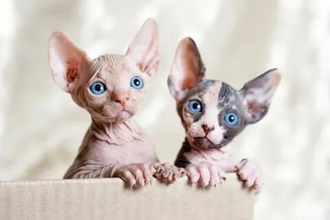 Sphynx Cat For Sale Chicago - Cat