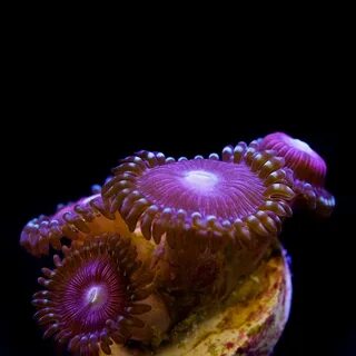 Cats Eye Zoanthids - Enigma Coral