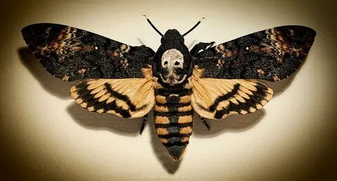 Deaths Head Hawk Moth Lomo Photograph by Weston Westmoreland