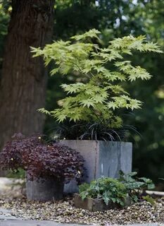 18 Japanese Maple Trees You'll Definitely Want to Plant in Y