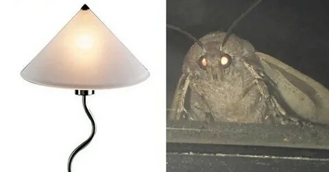 Meme Generator Moth - Rudy Braun