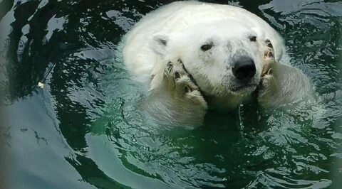 Polar Bear Funny bears, Polar bear, Cute baby animals