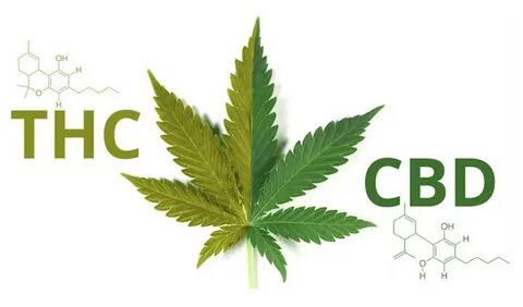 Guida alla Cannabis Light: THC e CBD, quali sono le differen