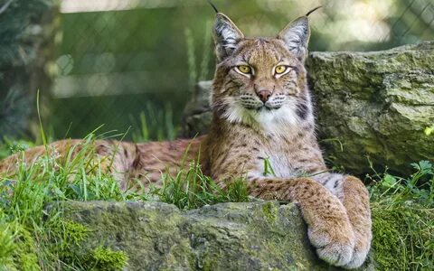 nature, Animals, Lynx, Big Cats Wallpapers HD / Desktop and 