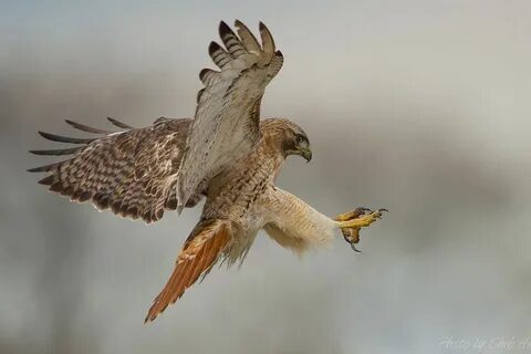 Pin by Walter Thompson on Prehistoric Birds Red tailed hawk,