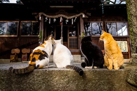 Pictures of japanese cats