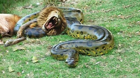 Anaconda attacks - YouTube