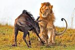 Gone in 60 seconds! Ferocious lion kills wildebeest in under