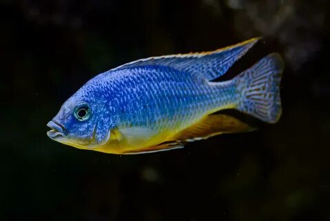 Rare African Cichlid Fish United States South East Cichlids