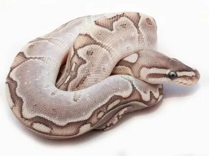 Bamboo - Morph List - World of Ball Pythons Ball python morp