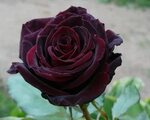 Роза "black baccara"