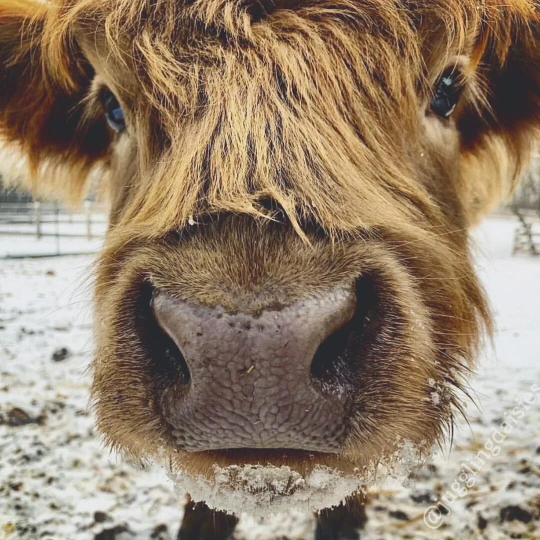 Instagram'da Cows Fan: "Meet baby Nutmeg! 🐂 ☀ 🌾 * Photo credit