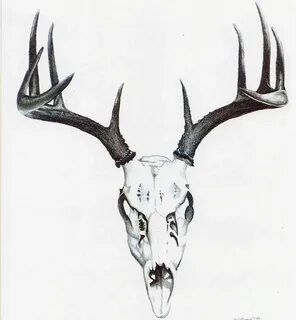 Buck Head Skull Drawing - Фото база