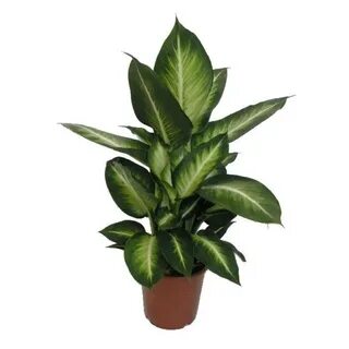 Диффенбахия Камилла (Dieffenbachia Camilla) D17 H45 купить в