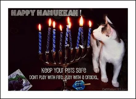 Last Stop on Hanukkah Blog Hop - Kittens: Don’t Try This At 