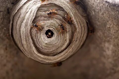 Hornets Nests Pictures on Animal Picture Society