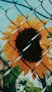 Aesthetic Sunflower Lockscreen - canvas-heat