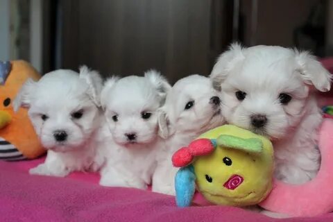 "Maltese" Puppies For Sale Miami, FL #292649 Petzlover