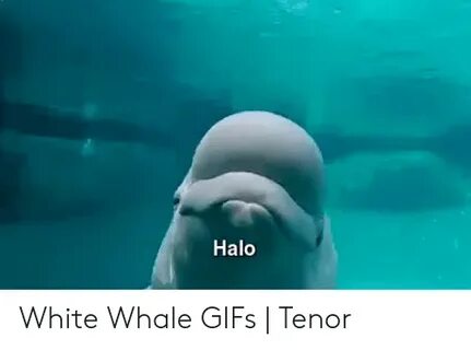 Halo White Whale GIFs Tenor Halo Meme on awwmemes.com