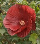 Cranberry Crush Hibiscus Natorp's Online Plant Store