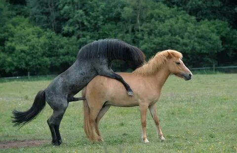 Конь спаривается с лошадью: фото, изображения и картинки