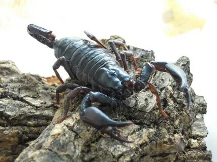File:Asian Forest Scorpion Juvenile.JPG - Wikimedia Commons