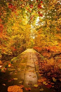 Ninbra (Warm Path Yu Brook.) Autumn scenery, Autumn scenes, 